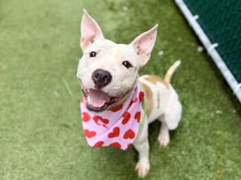 Buttermilk -  Mixed Breed Dog for Adoption in New York, New York - Buttermilk | PetCurious
