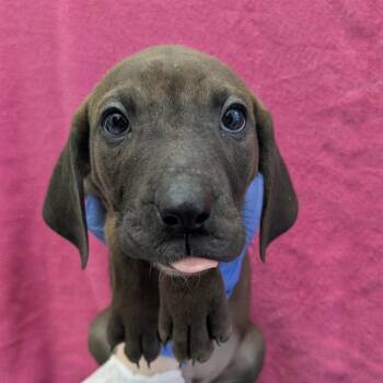 Mixed Breed Dogs Available for Adoption - Sugar Note | PetCurious