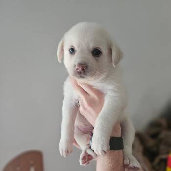 Cyrus -  Great Pyrenees Dog for Adoption in Spring Hill, Tennessee - Cyrus | PetCurious