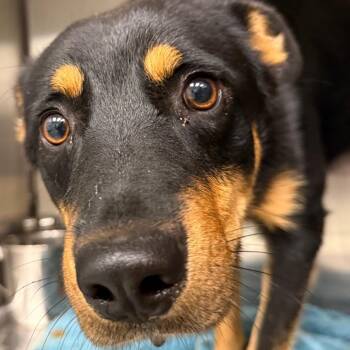 Snickers -  Australian Shepherd and Mixed Breed Dog for Adoption in Abilene, Texas - Snickers | PetCurious