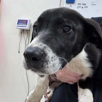 Black Labrador Retriever Dogs Available for Adoption in Pekin, Illinois - Karmen | PetCurious