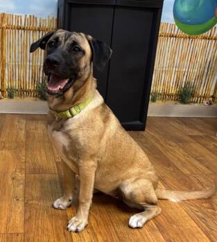 Mercedes -  Mixed Breed Dog for Adoption in Ocala, Florida - Mercedes | PetCurious