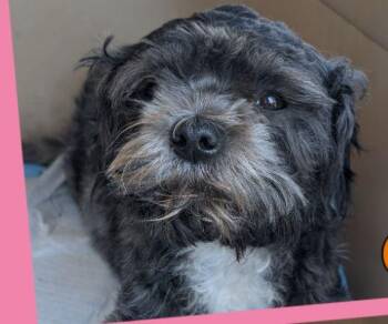 Queentina WA14622-T -  Shih Tzu Dog for Adoption in Missouri City, Texas - Queentina WA14622-T | PetCurious