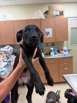 Marley -  Mixed Breed Dog for Adoption in Bossier City, Louisiana - Marley | PetCurious
