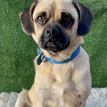 Rescue Pug Dogs for Adoption in San Diego, California - Rocky Rockster | PetCurious