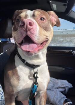 Mixed Breed Dogs Available for Adoption - Pepperoni | PetCurious