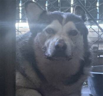 Rescue Cardigan Welsh Corgi Dogs for Adoption in San Bernardino, California - ZEUS | PetCurious