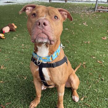 Pit Bull Terrier Dogs Available for Adoption - Tonka | PetCurious