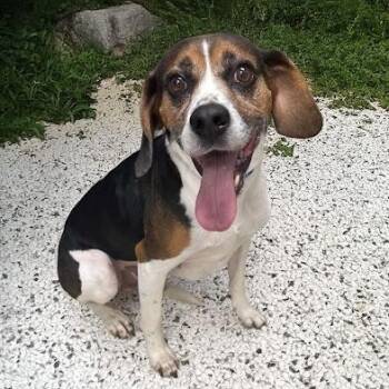 Diesel -  Beagle Dog for Adoption in Bethel, Connecticut - Diesel | PetCurious