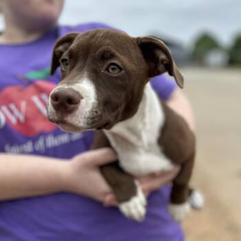 Pit Bull Terrier Dogs Available for Adoption in Columbia, South Carolina - Hop | PetCurious