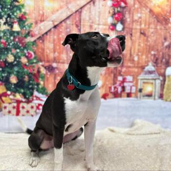 Labrador Retriever Dogs Available for Adoption - Cooper | PetCurious