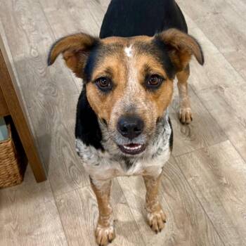 JADE (599) -  Australian Cattle Dog Blue Heeler and Mixed Breed Dog for Adoption in Indiantown, Florida - JADE (599) | PetCurious