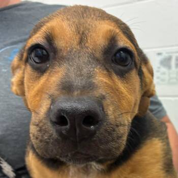 Cottonwood -  Terrier and Mixed Breed Dog for Adoption in Corpus Christi, Texas - Cottonwood | PetCurious