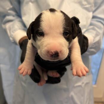 Basset Hound Dogs Available for Adoption in Loxahatchee Groves, Florida - FINN 6082 | PetCurious