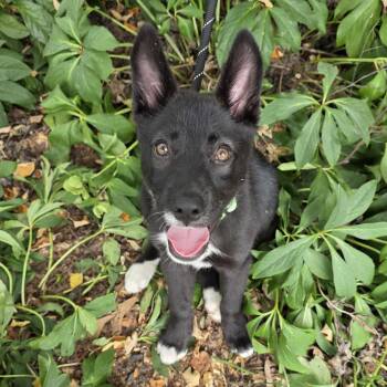 Lady -  Mixed Breed Dog for Adoption in Greensboro, North Carolina - Lady | PetCurious