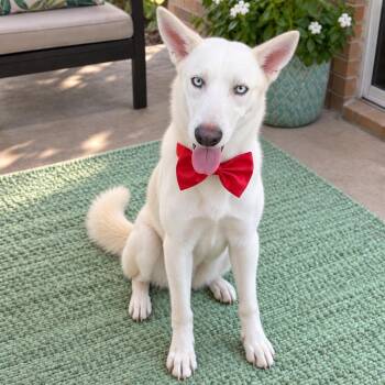 Colt -  Husky Dog for Adoption in Crosby, Texas - Colt | PetCurious