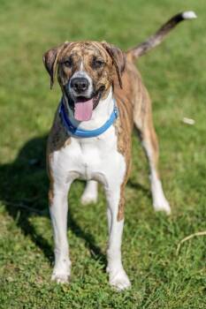 Basia -  Mixed Breed Dog for Adoption in Davenport, Iowa - Basia | PetCurious