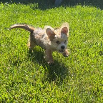 Charlemagne (Charlie) -  Shih Tzu and Yorkshire Terrier Dog for Adoption in Peculiar, Missouri - Charlemagne (Charlie) | PetCurious
