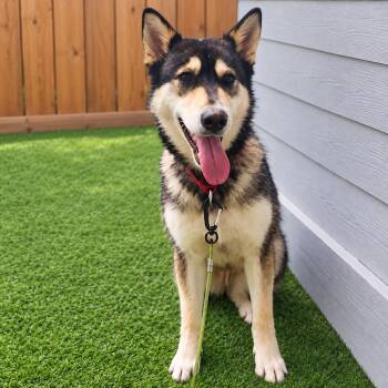 Thor -  Husky and Mixed Breed Dog for Adoption in Houston, Texas - Thor | PetCurious