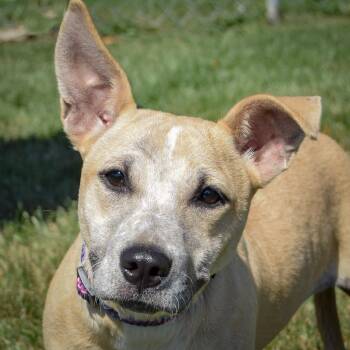 Rescue Yellow Labrador Retriever Dogs for Adoption in Huntley, Illinois - Winnie | PetCurious