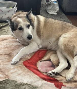 Rescue Husky and Akita Dogs for Adoption in Camp Pendleton North, California - Baby Girl | PetCurious