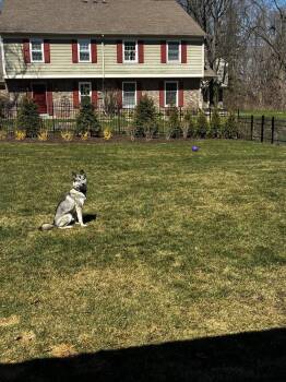 Husky Dogs Available for Adoption - Harlo (Balto) | PetCurious