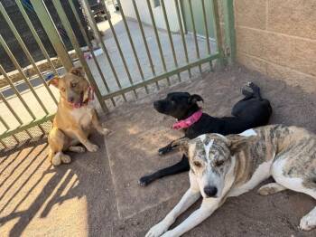 Karol -  Mixed Breed Dog Available for Adoption in Hobbs, New Mexico - Karol | PetCurious