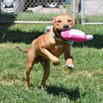 Rescue Pit Bull Terrier Dogs for Adoption in Eagle, Idaho - Scooby Doodle **Courtesy Post. Out Of Town Pet. See Below For De | PetCurious