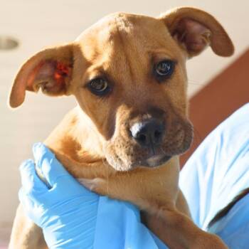 Labrador Retriever Dogs Available for Adoption - SMORES | PetCurious