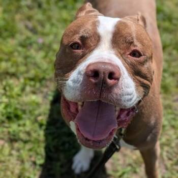 Rescue Pit Bull Terrier Dogs for Adoption in Syracuse, New York - Delaney | PetCurious