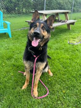German Shepherd Dog Dogs Available for Adoption in Marion, Ohio - Macey | PetCurious