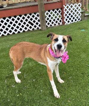 Dana -  Hound Dog for Adoption in Windsor Locks, Connecticut - Dana | PetCurious