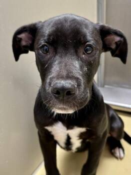 Chico -  Mixed Breed Dog for Adoption in Wichita, Kansas - Chico | PetCurious