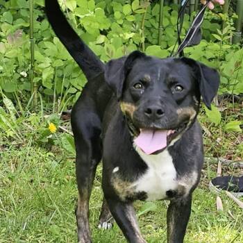 Beagle and Shepherd Dogs Available for Adoption in Gainesboro, Tennessee - Peggy Sue | PetCurious