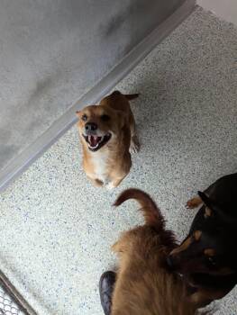 PERU -  Dachshund and Cardigan Welsh Corgi Dog for Adoption in Brunswick, Georgia - PERU | PetCurious