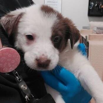 Ron -  Shepherd and Australian Cattle Dog Blue Heeler Dog Available for Adoption in Lake Havasu City, Arizona - Ron | PetCurious