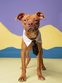 Pirate - ADOPTED -  Mixed Breed Dog for Adoption in Atlanta, Georgia - Pirate - ADOPTED | PetCurious