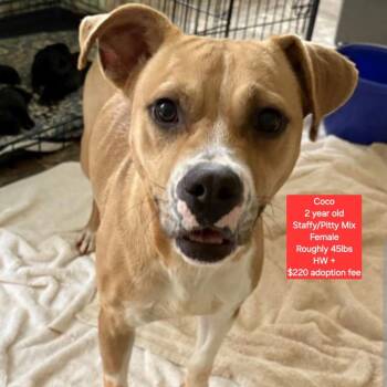 American Staffordshire Terrier and Pit Bull Terrier Dogs Available for Adoption - Coco | PetCurious