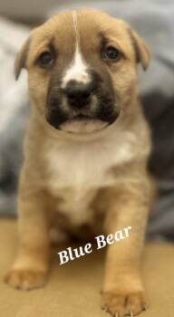 Rescue Labrador Retriever and Shepherd Dogs for Adoption in Cambridge, Maryland - Blue Bear | PetCurious