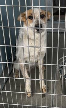 Rescue Cattle Dog and Mixed Breed Dogs for Adoption in Fresno, California - Trip | PetCurious
