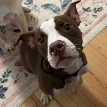 Pit Bull Terrier Dogs Available for Adoption in Denver, North Carolina - Barnabus | PetCurious