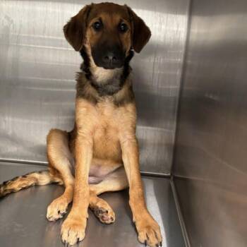 Kameesa -  Terrier Dog for Adoption in Des Moines, Iowa - Kameesa | PetCurious