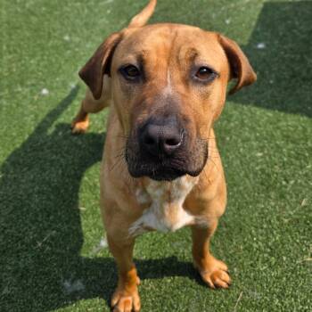 Sulfur -  Labrador Retriever and Mixed Breed Dog for Adoption in Chatham, Virginia - Sulfur | PetCurious