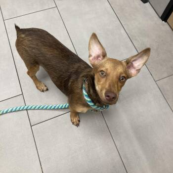 Tati -  Dachshund Dog for Adoption in San Diego, California - Tati | PetCurious