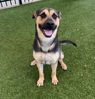 German Shepherd Dog Dogs Available for Adoption in Seguin, Texas - Harper | PetCurious