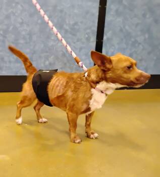 Rescue Chihuahua Dogs for Adoption in Tulsa, Oklahoma - Sparky | PetCurious