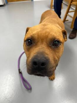 Pit Bull Terrier and Boxer Dogs Available for Adoption in Hartsville, South Carolina - Boog | PetCurious