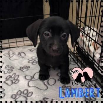 Lambert -  Dachshund and Terrier Dog for Adoption in Gilbert, Arizona - Lambert | PetCurious