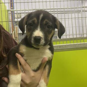 Mixed Breed Dogs Available for Adoption in Spokane, Washington - Porky | PetCurious