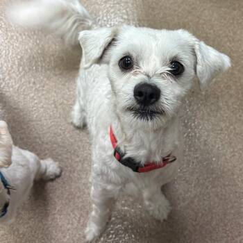 Maltese Dogs Available for Adoption in Hinesville, Georgia - Aristotle | PetCurious